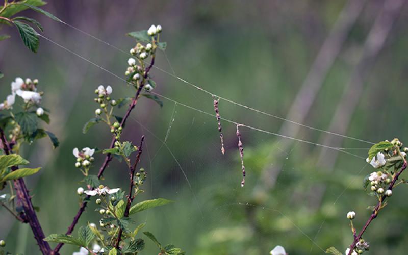 It looks like the spider has hung its laundry up to dry. This is the conical trashline orbweaver. The spider sits in the bottom of the trash line trying to conceal itself.