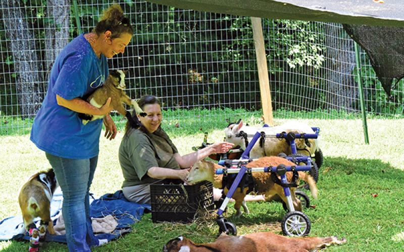 Courtesy of Bella View Farm Sanctuary - Volunteers Erin Erickson, left, and Diane Wildermuth tend to goats, some of which require wheelchairs to get around.