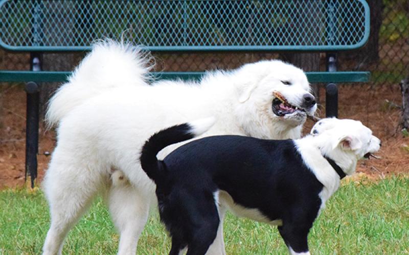 Press photo/Linda Mathias - Goose shares a stick with Indy at the county’s new dog park.