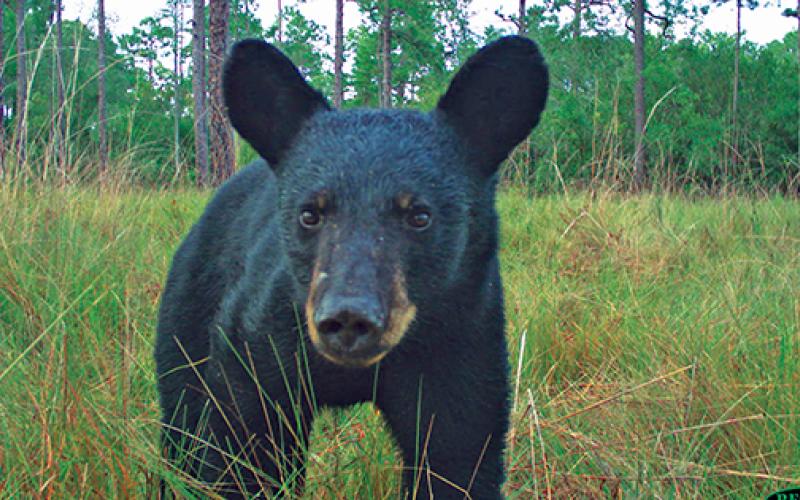 File photo / Candid Critters - Bears roaming through open fields, and backyards, were captured during the Candid Critters project.