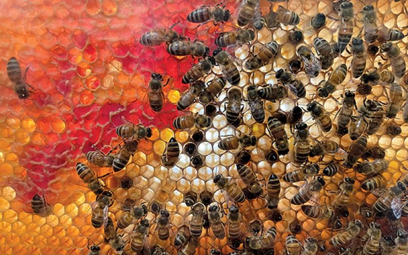 Press photo/Emily Kepley Moss - Bees are exclusive pollinators for almonds, avocados, apples, and numerous other crops.