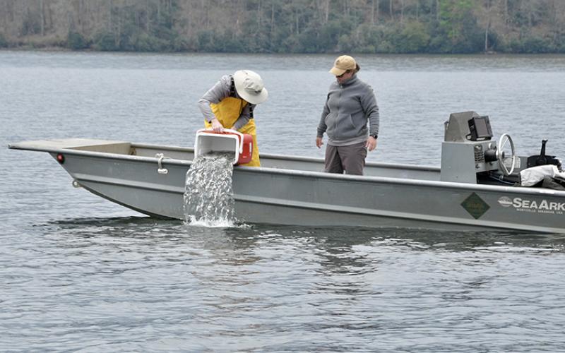 Photo submitted - N.C. Wildlife and Friends of Nantahala Lake are partnering to re-establish a population of Kokanee salmon in the lake. The project calls for releasing at least 30,000 salmon in the lake each year over a five-year period.