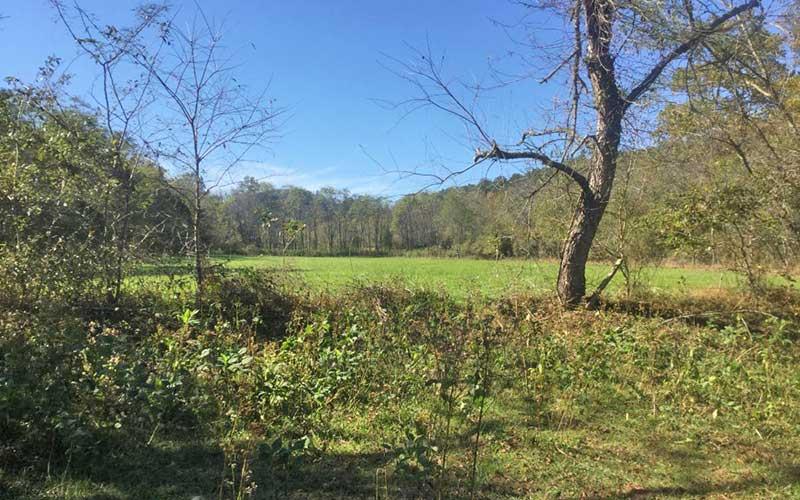 Photo provided - Mainspring recently acquired the largest remaining unconserved wetland on the free-flowing Little Tennessee River. Located in Macon County and split by Highway 28, one side has a 22-acre wetland tract with 1,830 feet of river frontage, while across the road more than 24 acres of forested upland will remain intact.