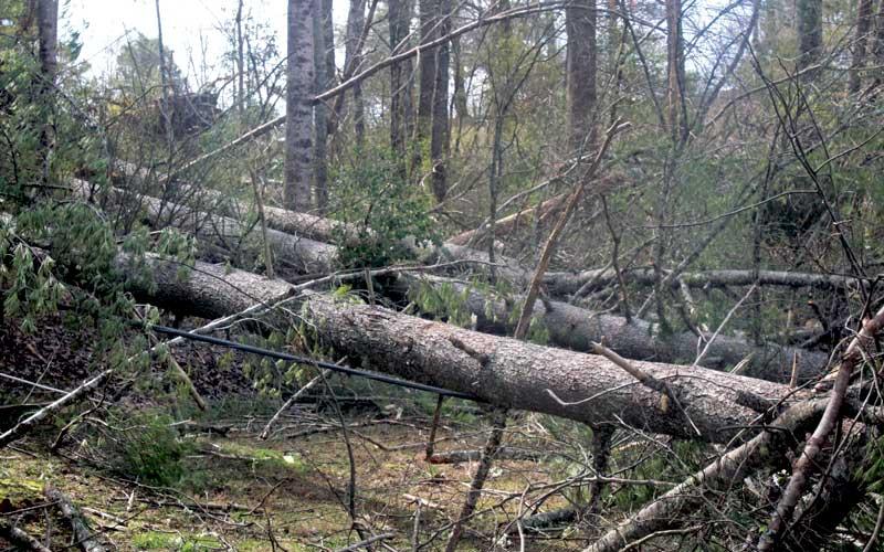 Press photo/Thomas Sherrill - Some storm damage along Pine Drive in Holly Springs Estates, as seen on Monday, March 6. According to Carol Grise, heavy winds hit the trees behind her house around 4 p.m. on Friday, uprooting several large trees, which fell on the power and phone lines for all the residents of Pine Drive and the 200 block of Holly Springs Estates Road. No houses were damaged by the sudden burst of winds.