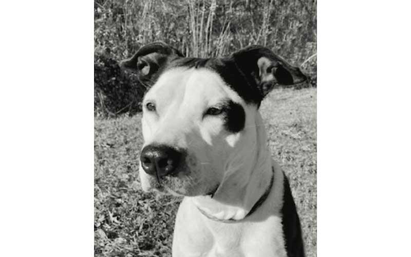 Photo submitted - Harper was one of the dogs recently available for adoption through Macon County Animal Services.