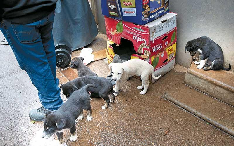 Press file photo - A litter of puppies rescued and taken to the animal shelter earlier this year.