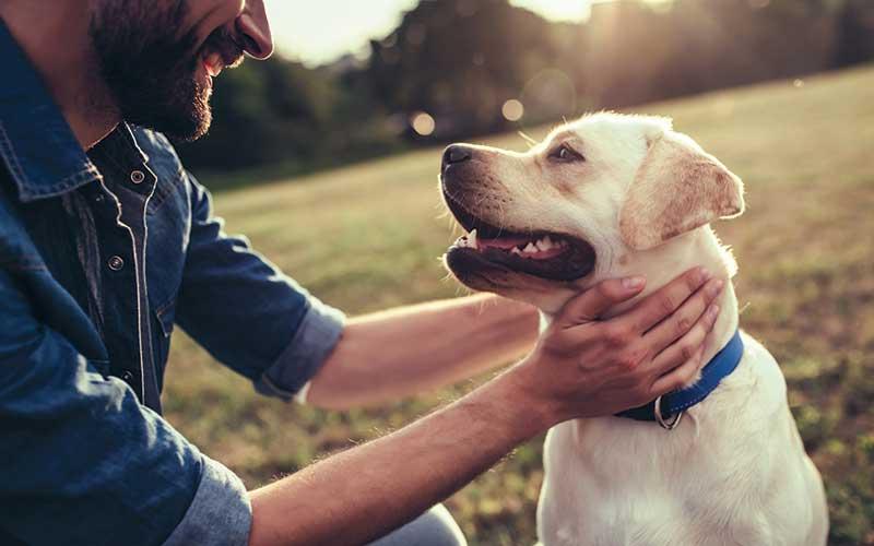 Photo/Adobe stock - Both Macon County and the Town of Franklin have ordinances regarding the keeping and treatment of animals.