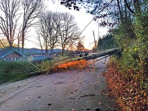 Photo/Bob Scott - Saturday’s storm toppled this big pine tree on McCoy Street.