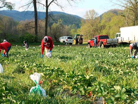 Press photo/Andy Scheidler - It’s strawberry picking time for Deal Farms, which began plucking the ripe berries this week on farm ground located in the Cullasaja community. Caroline and Braxton Deal walk the rows Tuesday morning with the rest of their family. Farmers are hoping more people will continue eating locally-grown produce. 