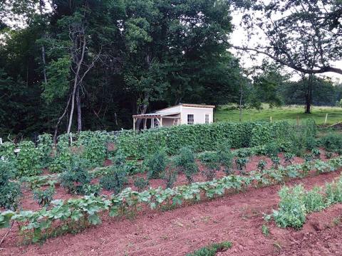Photo submitted - Amy Ballard and her family cherish their garden and bounty it produces.