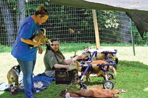 Courtesy of Bella View Farm Sanctuary - Volunteers Erin Erickson, left, and Diane Wildermuth tend to goats, some of which require wheelchairs to get around. 