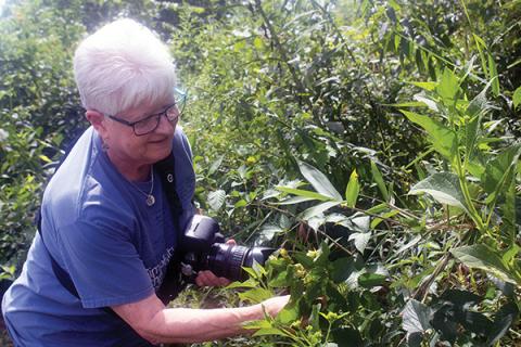Press photos/Barbara McRae - Rita St. Clair, secretary of the FROG board, examines hops found growing on the Greenway. They were probably cultivated by Timoxena Siler Sloan, who farmed this land in the 19th Century.