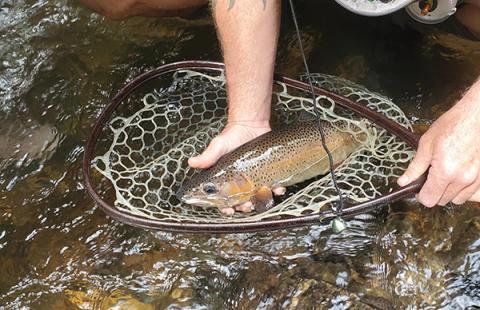 Photo submitted - A fisherman shows off his catch – a brown trout – caught in a local stream. 
