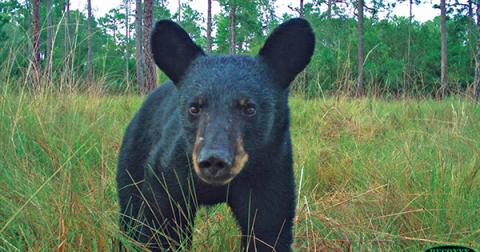File photo / Candid Critters - Bears roaming through open fields, and backyards, were captured during the Candid Critters project. 