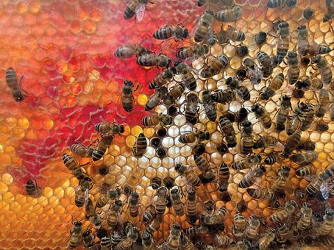 Press photo/Emily Kepley Moss - Bees are exclusive pollinators for almonds, avocados, apples, and numerous other crops. 