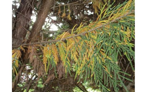 Photo submitted - Ensuring the limbs of your Leyland Cypress get plenty of light can help prevent the browning of inner and lower foliage. 