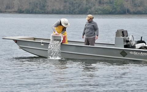 Photo submitted - N.C. Wildlife and Friends of Nantahala Lake are partnering to re-establish a population of Kokanee salmon in the lake. The project calls for releasing at least 30,000 salmon in the lake each year over a five-year period.