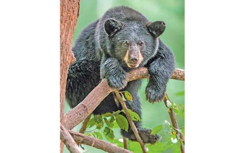 Photo/Bill Lea Bill - Lea, a wildlife photographer and retired Forest Service employee opposes opening bear sanctuaries to hunting. Wildlife officials say regulated hunting is needed to help control the bear population and reduce the number of human-bear interactions.