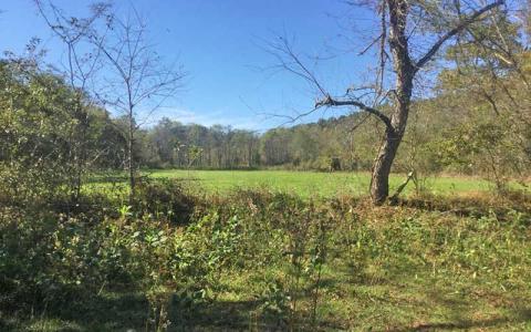 Photo provided - Mainspring recently acquired the largest remaining unconserved wetland on the free-flowing Little Tennessee River. Located in Macon County and split by Highway 28, one side has a 22-acre wetland tract with 1,830 feet of river frontage, while across the road more than 24 acres of forested upland will remain intact.