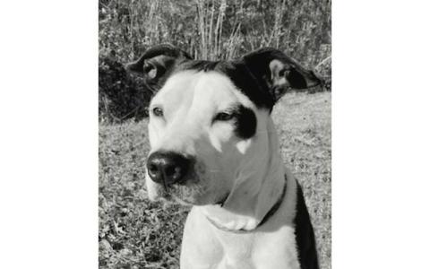 Photo submitted - Harper was one of the dogs recently available for adoption through Macon County Animal Services.