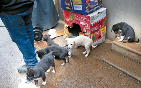 Press file photo - A litter of puppies rescued and taken to the animal shelter earlier this year.