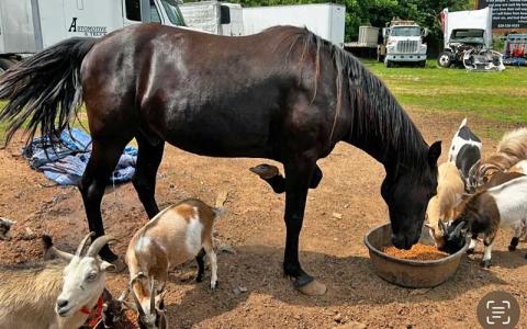 Photo submitted - Trooper is recovering at Hot Mess Horse and Animal Rescue.