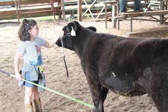 Press photo/Jake Browning - Nine-year-old Ariana Velazquez is part of the PALS program with Franklin High School’s FFA and is raising a cow for this year’s livestock shows.