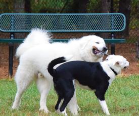 Press photo/Linda Mathias - Goose shares a stick with Indy at the county’s new dog park.