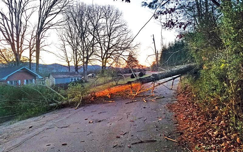 Photo/Bob Scott - Saturday’s storm toppled this big pine tree on McCoy Street.