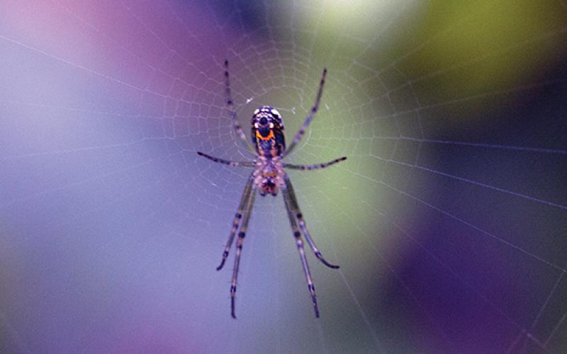 The orchard spider is one of the most common arachnids in the state. It always puts on a happy face.