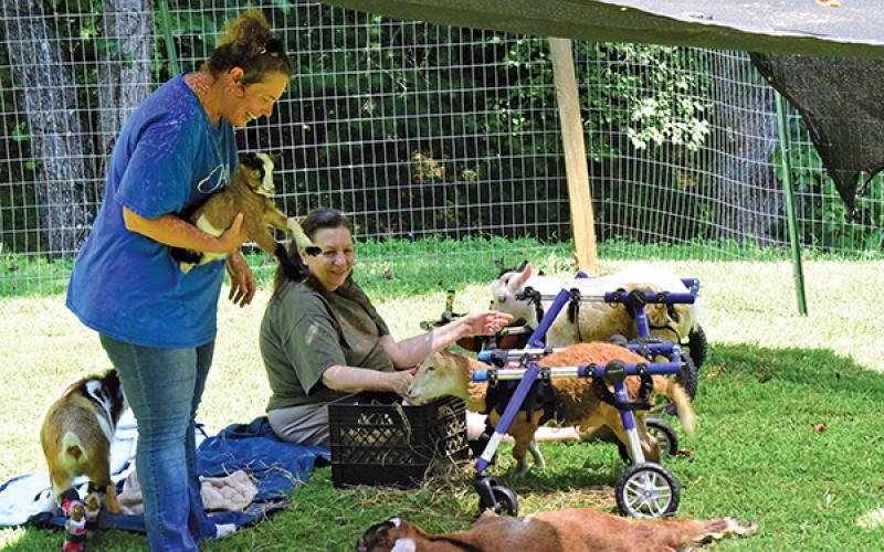 Courtesy of Bella View Farm Sanctuary - Volunteers Erin Erickson, left, and Diane Wildermuth tend to goats, some of which require wheelchairs to get around. 