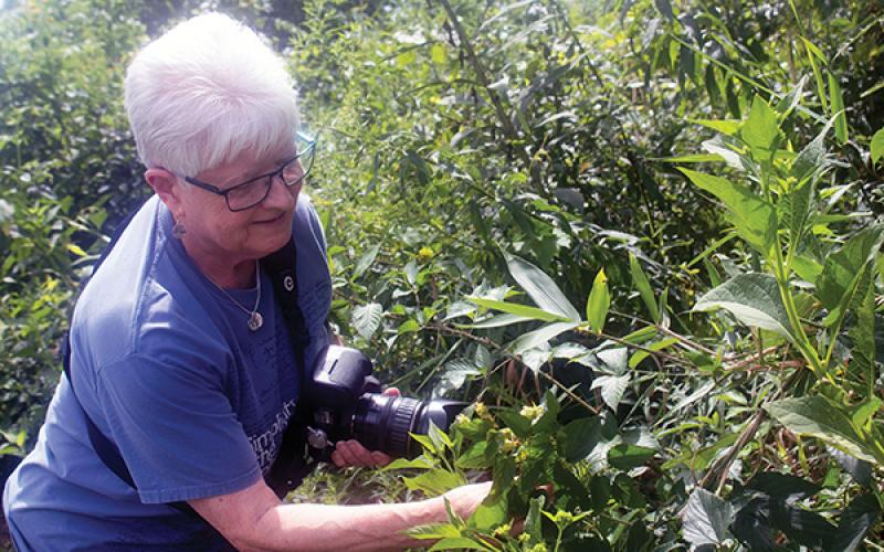 Press photos/Barbara McRae - Rita St. Clair, secretary of the FROG board, examines hops found growing on the Greenway. They were probably cultivated by Timoxena Siler Sloan, who farmed this land in the 19th Century.