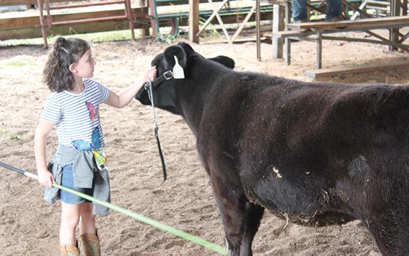 Press photo/Jake Browning - Nine-year-old Ariana Velazquez is part of the PALS program with Franklin High School’s FFA and is raising a cow for this year’s livestock shows.