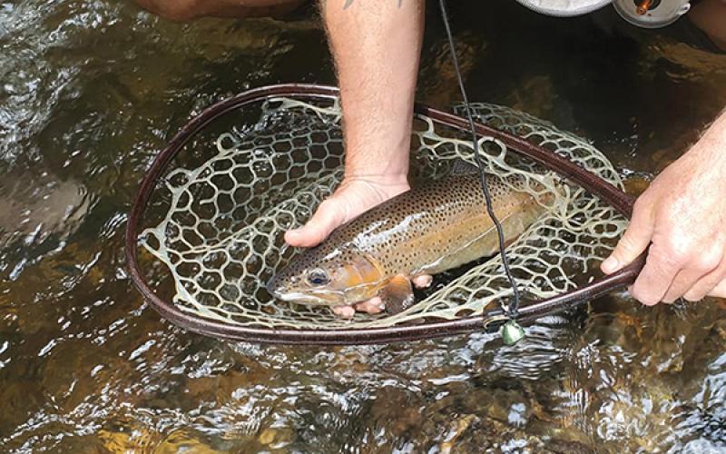 Photo submitted - A fisherman shows off his catch – a brown trout – caught in a local stream. 
